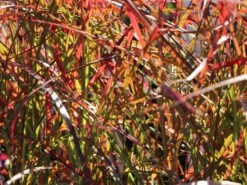 Chinaschilf 'Ruby Cute' 14 Chinaschilf 'Ruby Cute' -Angebote Wurzel Zeit Store chinaschilf ruby cute m117918 w 5