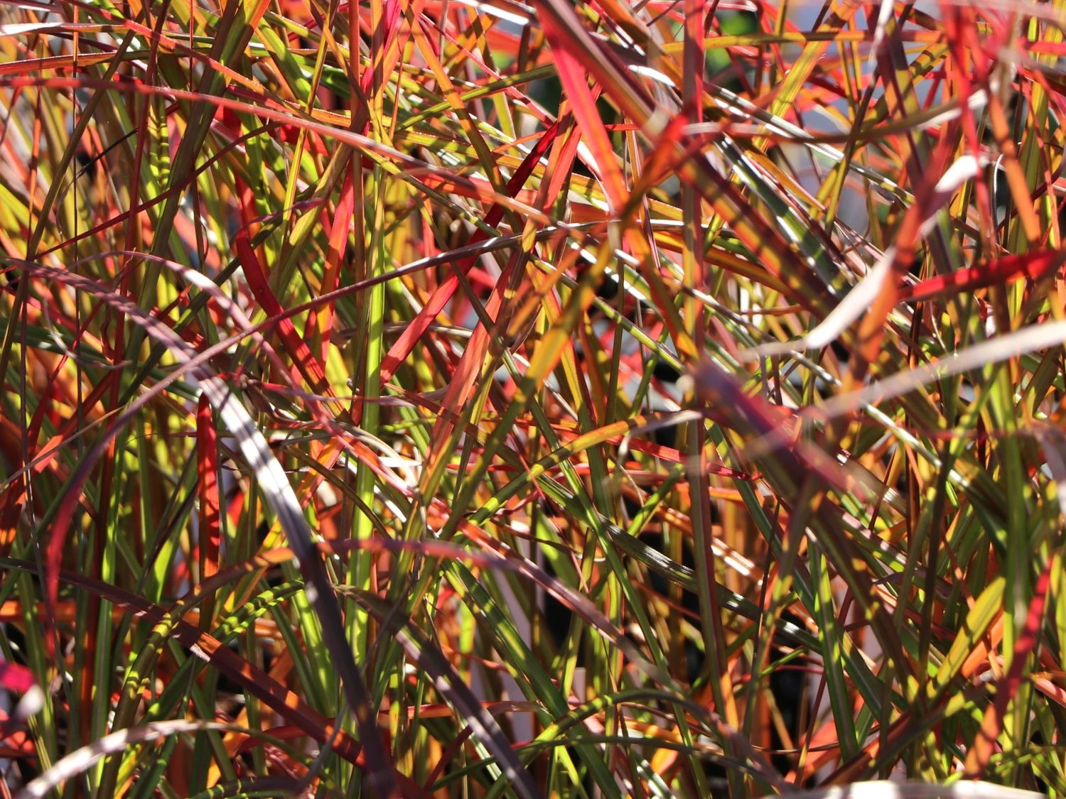 Chinaschilf 'Ruby Cute' 7 Chinaschilf 'Ruby Cute' – Bild 7