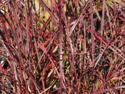 Chinaschilf 'Ruby Cute' 15 Chinaschilf 'Ruby Cute' -Angebote Wurzel Zeit Store chinaschilf ruby cute m117918 w 6