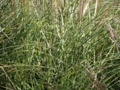 Chinaschilf 'Silberspinne' -Angebote Wurzel Zeit Store chinaschilf silberspinne m044890 w 0