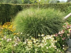 Chinaschilf 'Silberspinne' -Angebote Wurzel Zeit Store chinaschilf silberspinne m044890 w 1