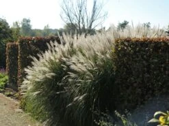 Chinaschilf 'Silberspinne' -Angebote Wurzel Zeit Store chinaschilf silberspinne m044890 w 2