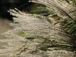 Chinaschilf 'Silberspinne' -Angebote Wurzel Zeit Store chinaschilf silberspinne m044890 w 4