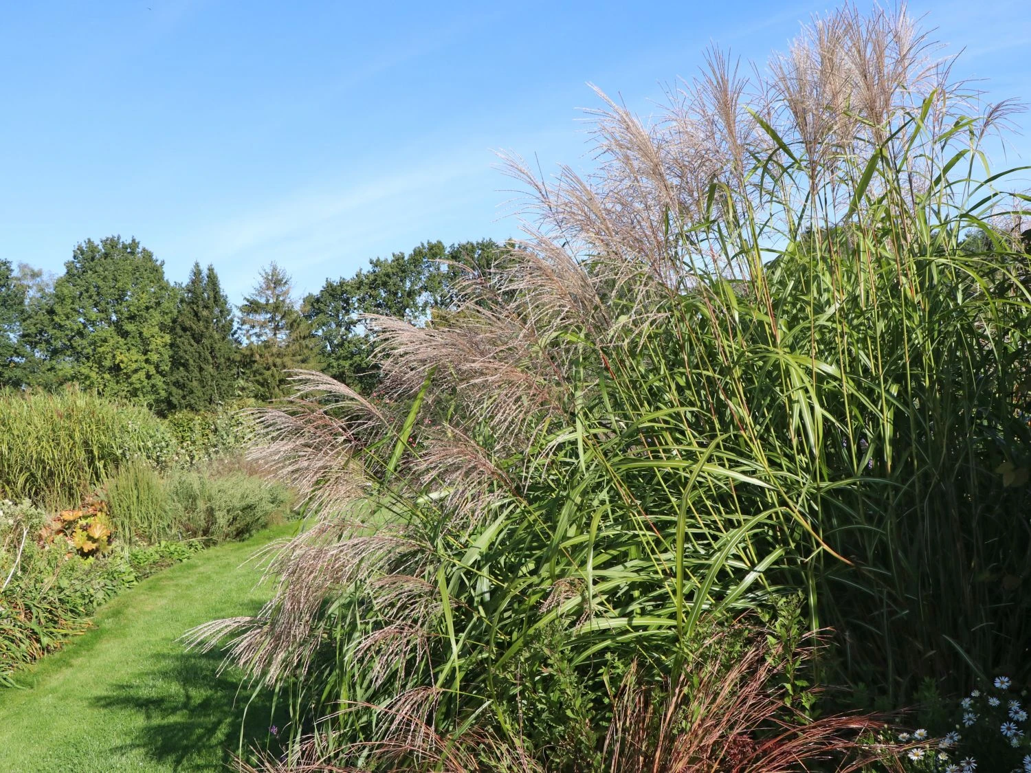 Chinaschilf 'Silberturm' 3 Chinaschilf 'Silberturm' – Bild 3