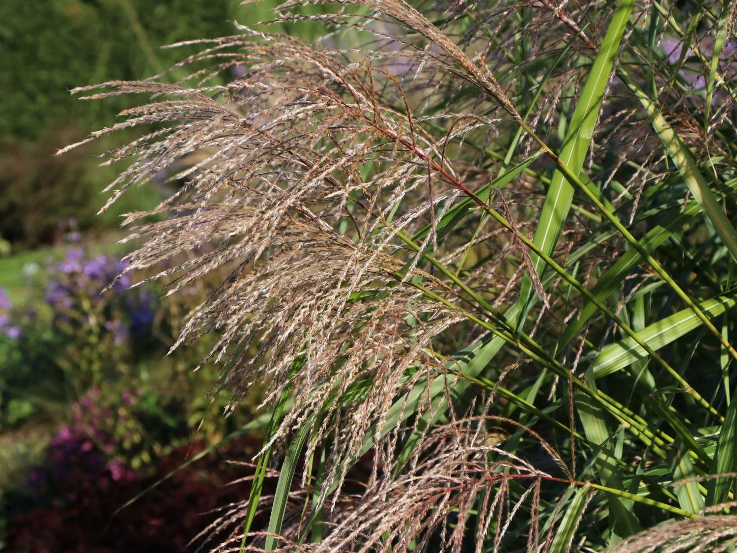 Chinaschilf 'Silberturm' 2 Chinaschilf 'Silberturm' – Bild 2