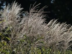 Chinaschilf 'Silberturm' 12 Chinaschilf 'Silberturm' -Angebote Wurzel Zeit Store chinaschilf silberturm m059566 w 2