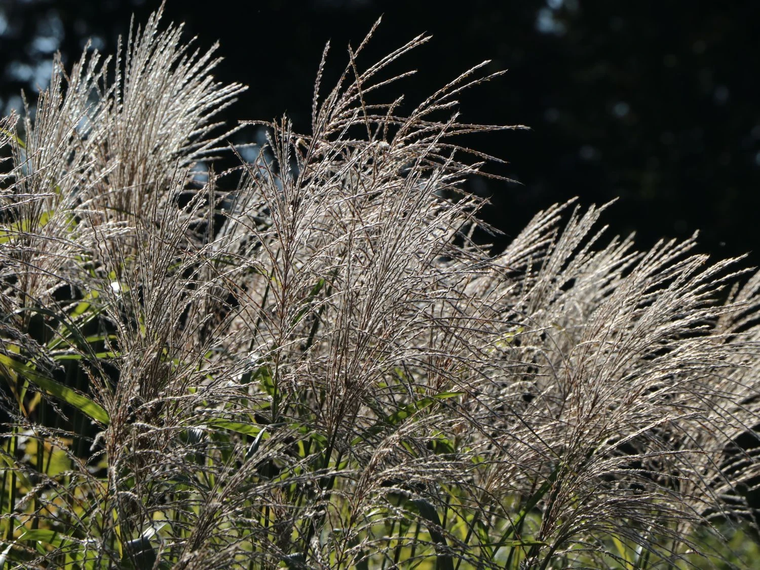 Chinaschilf 'Silberturm' 6 Chinaschilf 'Silberturm' – Bild 6