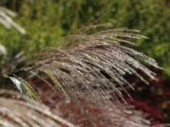 Chinaschilf 'Silberturm' 10 Chinaschilf 'Silberturm' -Angebote Wurzel Zeit Store chinaschilf silberturm m059566 w 3