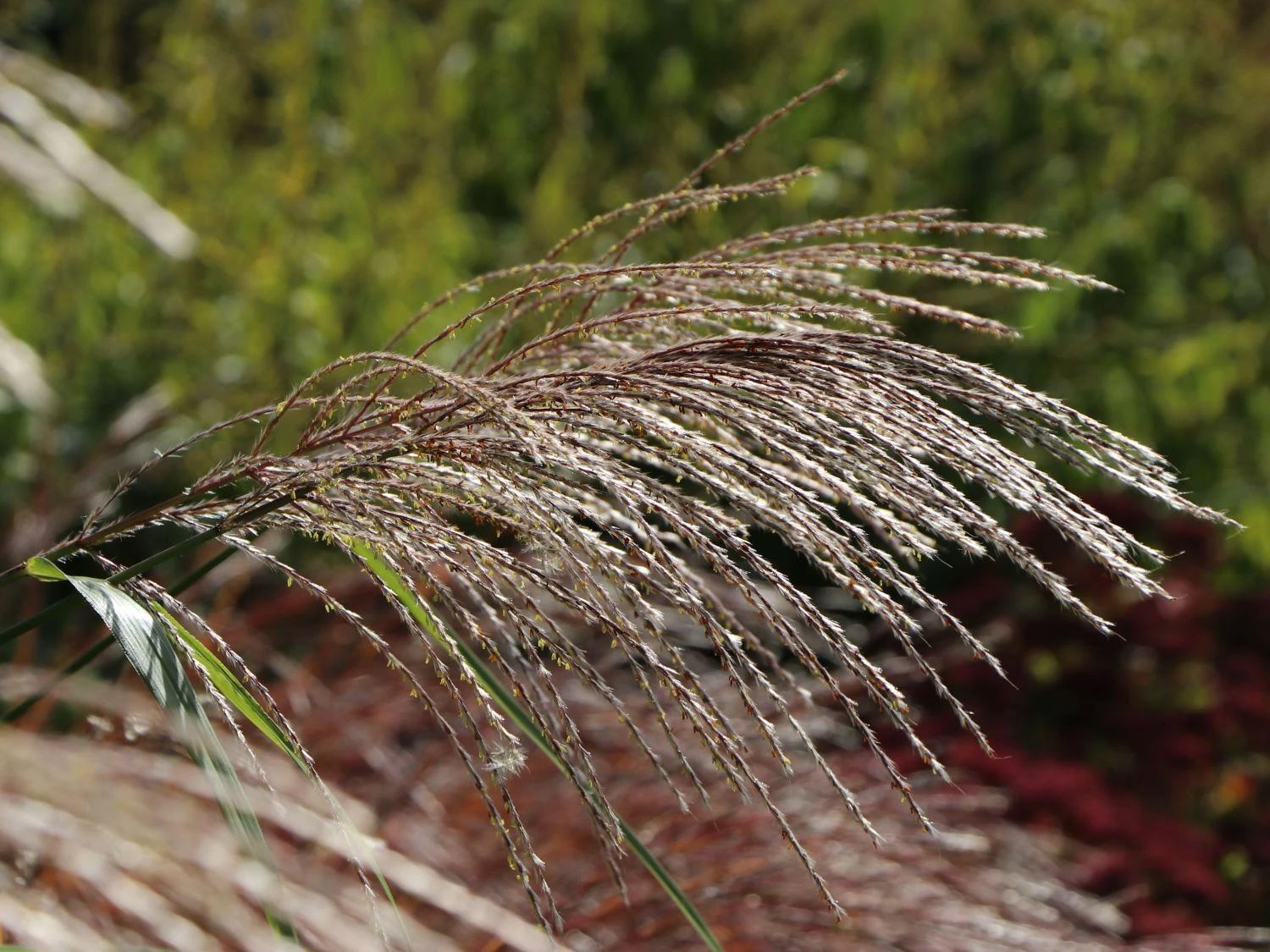 Chinaschilf 'Silberturm' 4 Chinaschilf 'Silberturm' – Bild 4