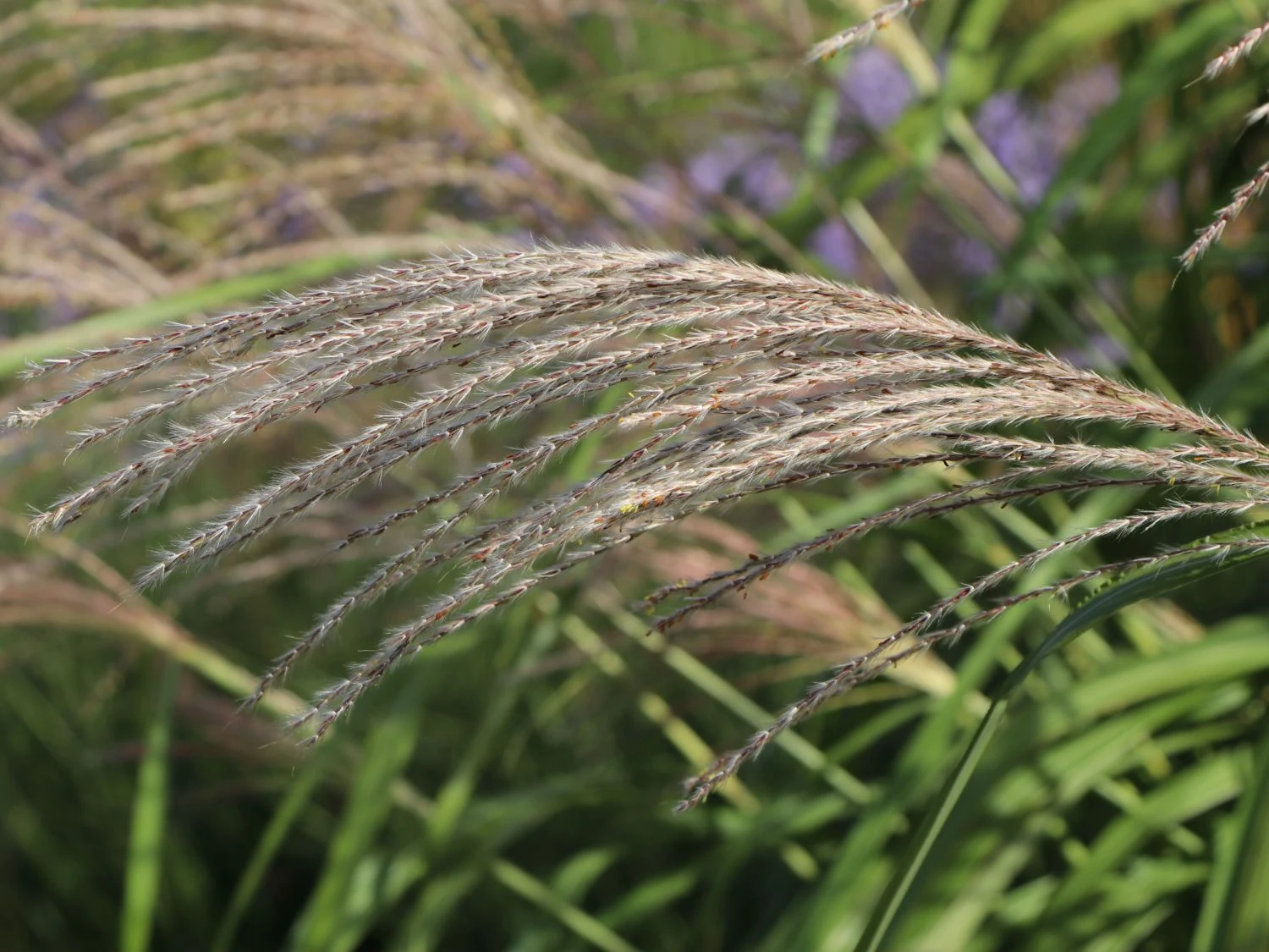 Chinaschilf 'Silberturm' 7 Chinaschilf 'Silberturm' – Bild 7