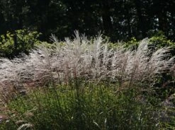 Chinaschilf 'Silberturm' 11 Chinaschilf 'Silberturm' -Angebote Wurzel Zeit Store chinaschilf silberturm m059566 w 5