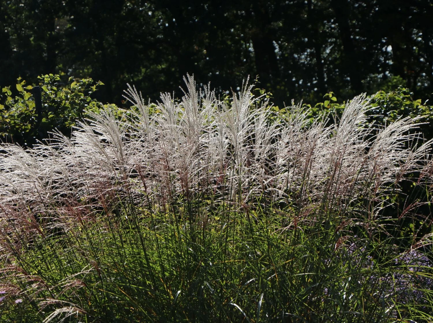 Chinaschilf 'Silberturm' 5 Chinaschilf 'Silberturm' – Bild 5