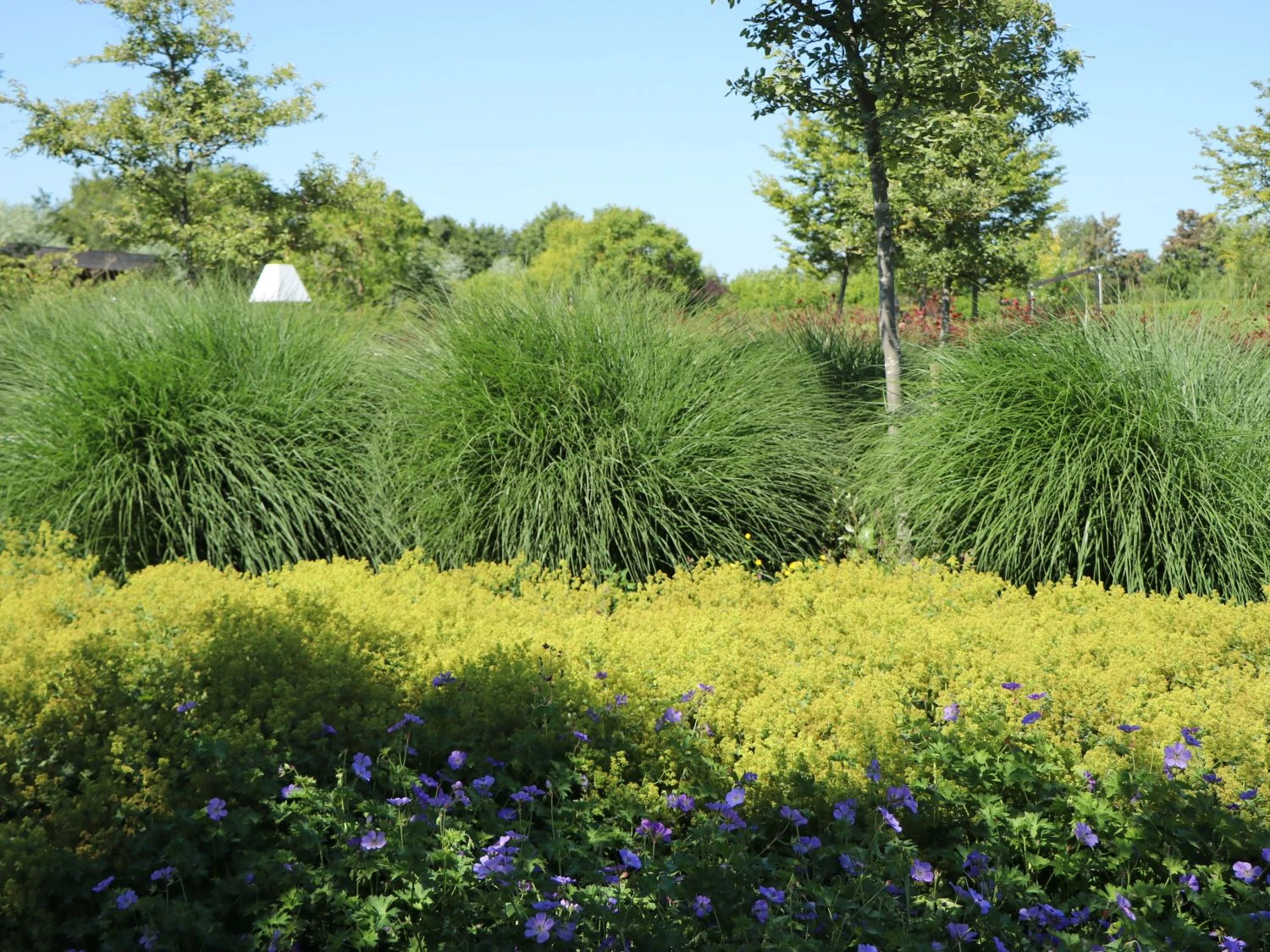 Chinaschilf 'Yaku Jima' 1 Chinaschilf 'Yaku Jima'