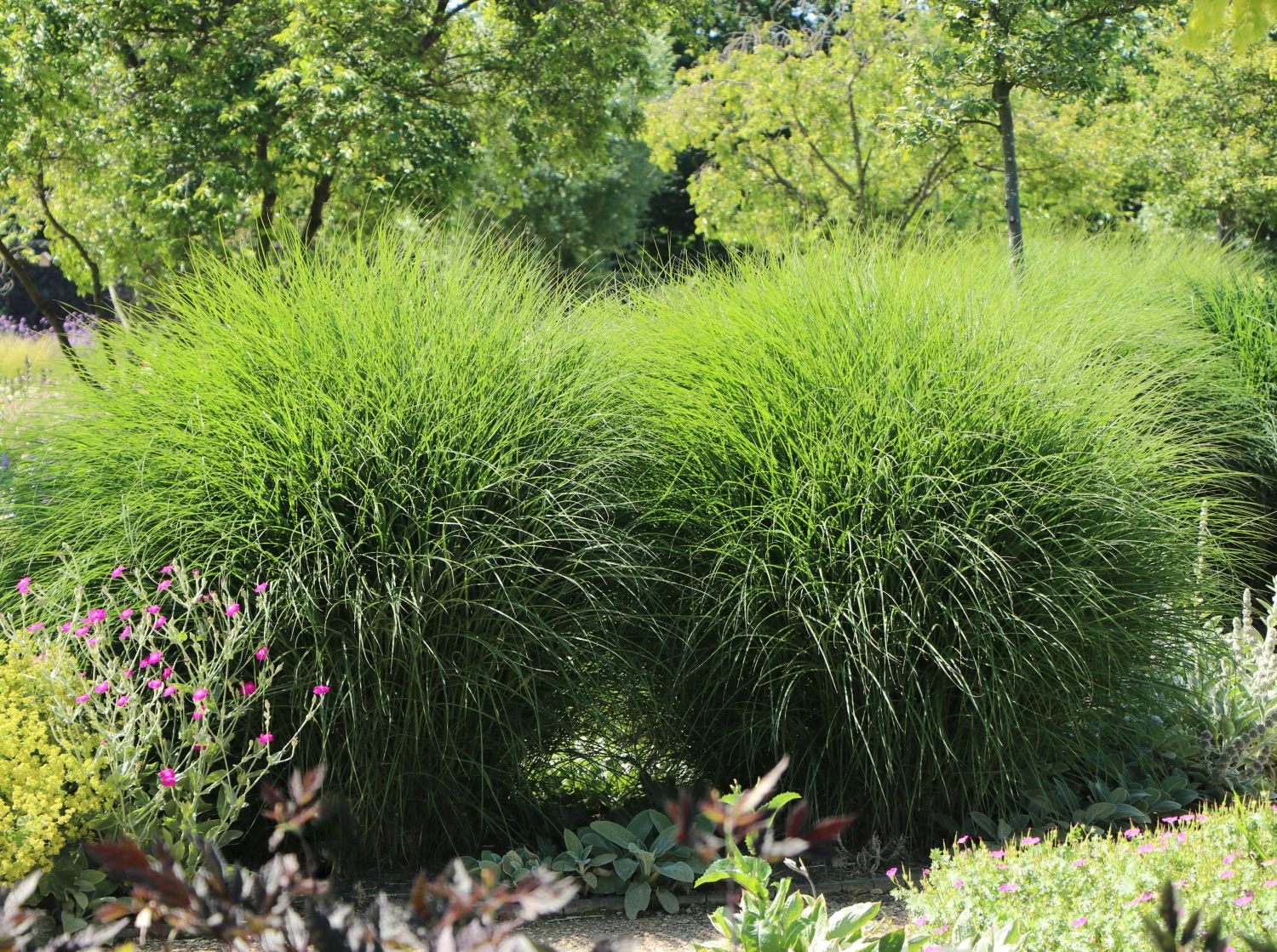 Chinaschilf 'Yaku Jima' 2 Chinaschilf 'Yaku Jima' – Bild 2