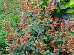 Duftnessel 'Apricot Sprite' -Angebote Wurzel Zeit Store duftnessel apricot sprite m056502 w 1