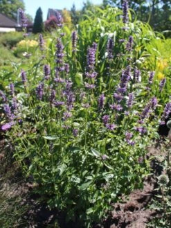 Duftnessel 'Serpentine' -Angebote Wurzel Zeit Store duftnessel serpentine m057594 w 0