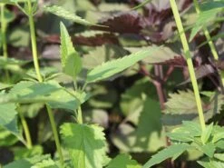 Duftnessel 'Serpentine' -Angebote Wurzel Zeit Store duftnessel serpentine m057594 w 1