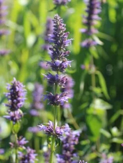 Duftnessel 'Serpentine' -Angebote Wurzel Zeit Store duftnessel serpentine m057594 w 4