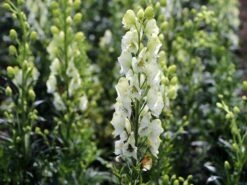 Eisenhut 'Schneewittchen' -Angebote Wurzel Zeit Store eisenhut schneewittchen m057570 w 0