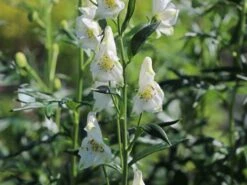 Eisenhut 'Schneewittchen' -Angebote Wurzel Zeit Store eisenhut schneewittchen m057570 w 1