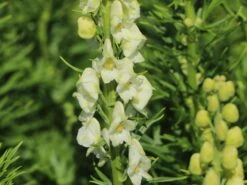 Eisenhut 'Schneewittchen' -Angebote Wurzel Zeit Store eisenhut schneewittchen m057570 w 10