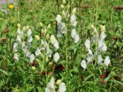 Eisenhut 'Schneewittchen' -Angebote Wurzel Zeit Store eisenhut schneewittchen m057570 w 2