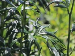 Eisenhut 'Schneewittchen' -Angebote Wurzel Zeit Store eisenhut schneewittchen m057570 w 3