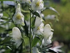 Eisenhut 'Schneewittchen' -Angebote Wurzel Zeit Store eisenhut schneewittchen m057570 w 4