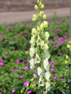 Eisenhut 'Schneewittchen' -Angebote Wurzel Zeit Store eisenhut schneewittchen m057570 w 5