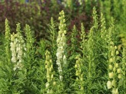 Eisenhut 'Schneewittchen' -Angebote Wurzel Zeit Store eisenhut schneewittchen m057570 w 8