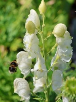 Eisenhut 'Schneewittchen' -Angebote Wurzel Zeit Store eisenhut schneewittchen m057570 w 9