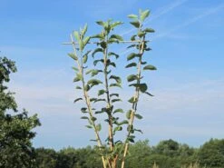 Familienbaum Apfel '3 Sorten Als Spalier Gezogen'