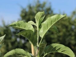 Familienbaum Apfel '3 Sorten Als Spalier Gezogen' -Angebote Wurzel Zeit Store familienbaum apfel 3 sorten als spalier gezogen m113602 w 1