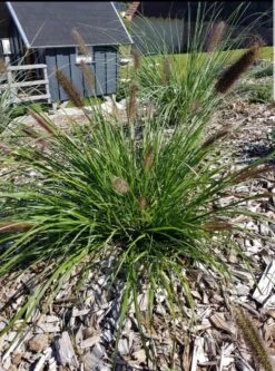 Federborstengras -Angebote Wurzel Zeit Store federborstengras m055707 193676 0