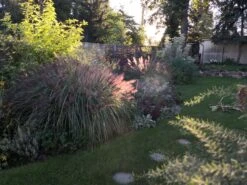 Federborstengras -Angebote Wurzel Zeit Store federborstengras m055707 695977 0