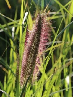 Federborstengras -Angebote Wurzel Zeit Store federborstengras m055707 w 0