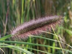 Federborstengras -Angebote Wurzel Zeit Store federborstengras m055707 w 2