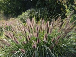 Federborstengras -Angebote Wurzel Zeit Store federborstengras m055707 w 3