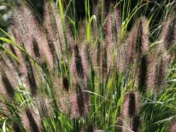 Federborstengras -Angebote Wurzel Zeit Store federborstengras m055707 w 4