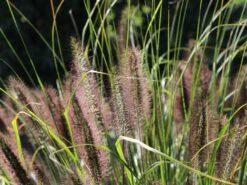 Federborstengras -Angebote Wurzel Zeit Store federborstengras m055707 w 5