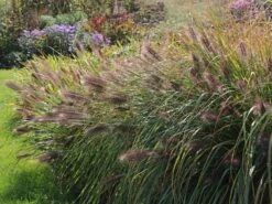 Federborstengras 'Red Head'