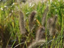 Federborstengras 'Red Head' -Angebote Wurzel Zeit Store federborstengras red head m102136 w 9