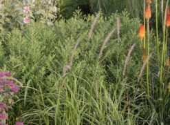 Federborstengras 'Tall Tails' 19 Federborstengras 'Tall Tails' -Angebote Wurzel Zeit Store federborstengras tall tails m075997 w 0