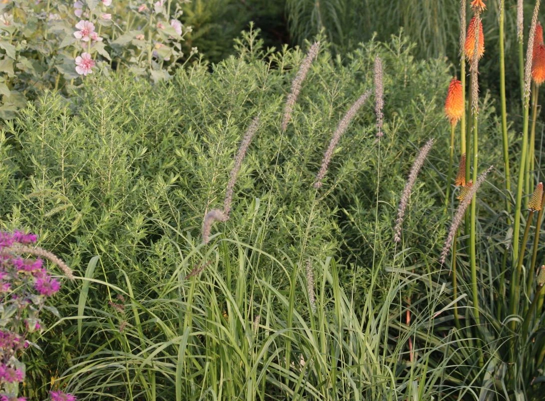 Federborstengras 'Tall Tails' 8 Federborstengras 'Tall Tails' – Bild 8