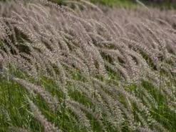 Federborstengras 'Tall Tails' 22 Federborstengras 'Tall Tails' -Angebote Wurzel Zeit Store federborstengras tall tails m075997 w 1