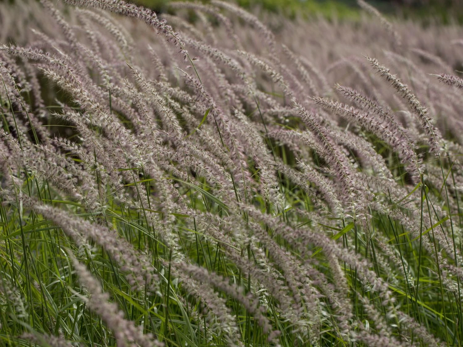 Federborstengras 'Tall Tails' 11 Federborstengras 'Tall Tails' – Bild 11