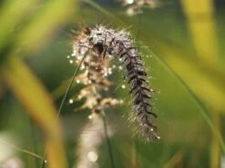 Federborstengras 'Tall Tails' 14 Federborstengras 'Tall Tails' -Angebote Wurzel Zeit Store federborstengras tall tails m075997 w 10