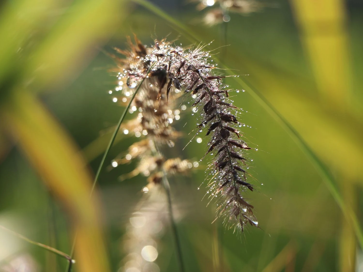 Federborstengras 'Tall Tails' 3 Federborstengras 'Tall Tails' – Bild 3