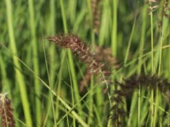 Federborstengras 'Tall Tails' 16 Federborstengras 'Tall Tails' -Angebote Wurzel Zeit Store federborstengras tall tails m075997 w 2