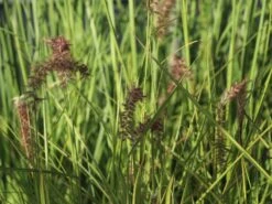 Federborstengras 'Tall Tails' 15 Federborstengras 'Tall Tails' -Angebote Wurzel Zeit Store federborstengras tall tails m075997 w 3